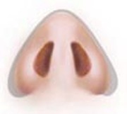 Base View: Here you can see that the tip and base of the nostrils are broader than the triangle. Sculpting will change this.